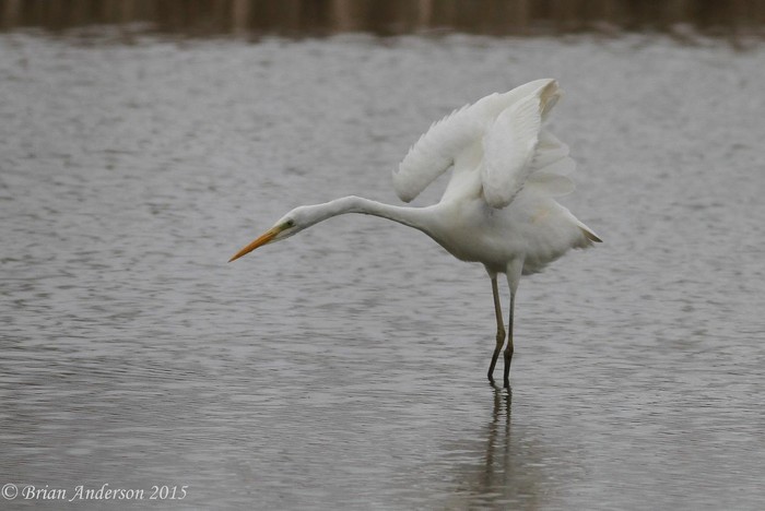 Great White Egret