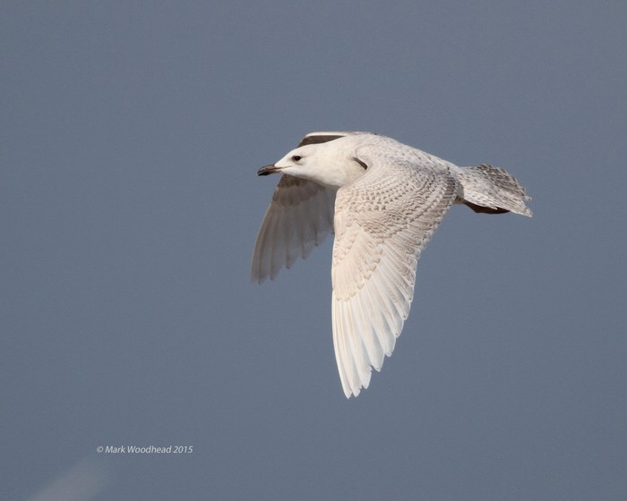 Iceland Gull