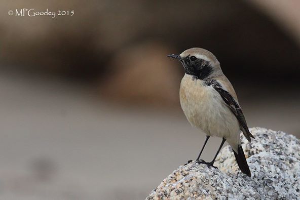 Desert Wheatear