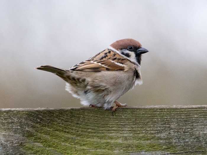 Tree Sparrow