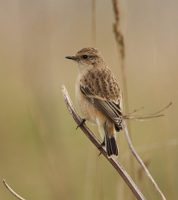Siberian Stonechat