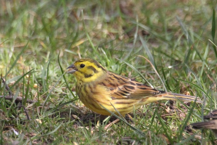 Yellowhammer