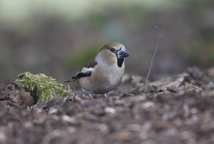 Hawfinch