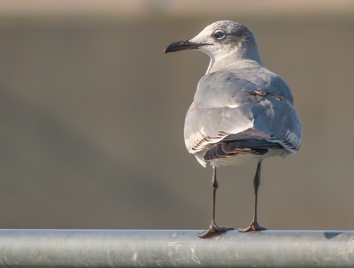 Laughing Gull