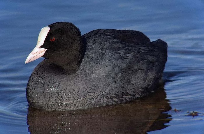 Coot