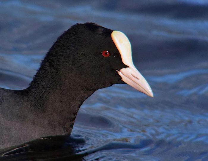 Coot