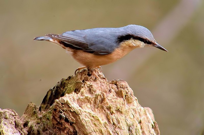 Nuthatch 