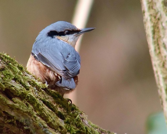 Nuthatch