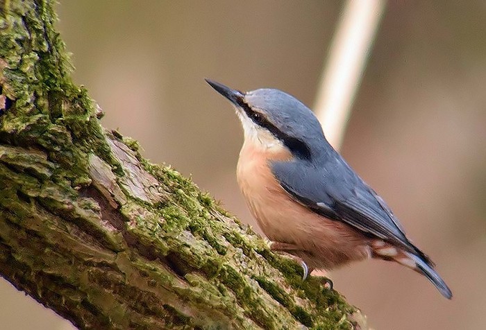 Nuthatch