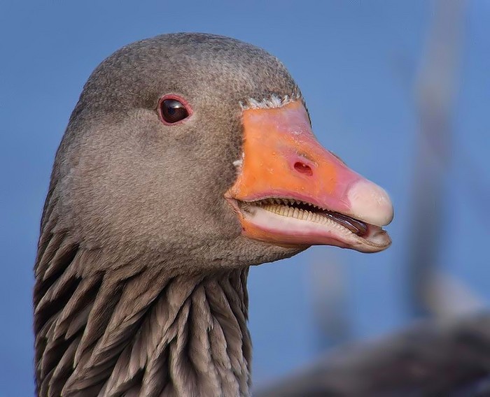 Greylag Goose