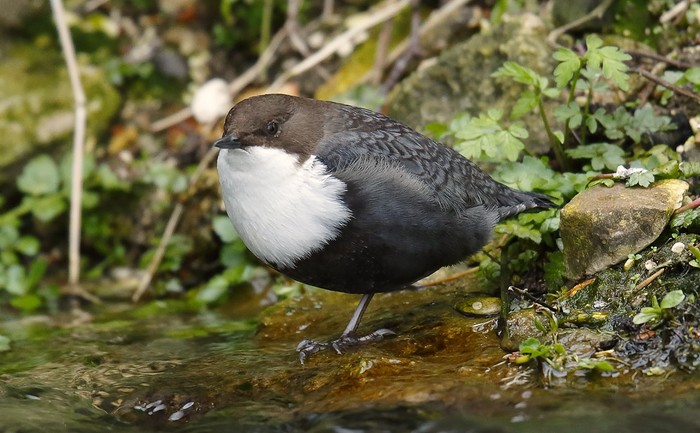 Black-bellied Dipper