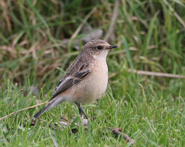 Siberian Stonechat