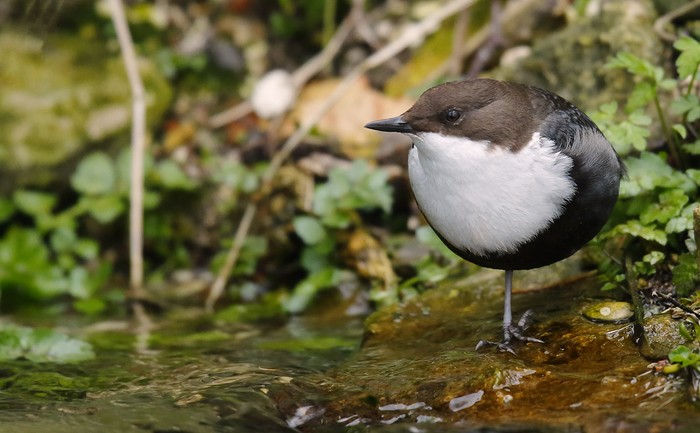 Black-bellied Dipper