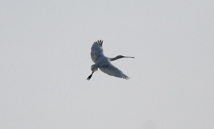Spoonbill