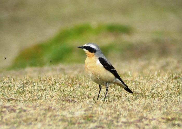 Greenland Wheatear