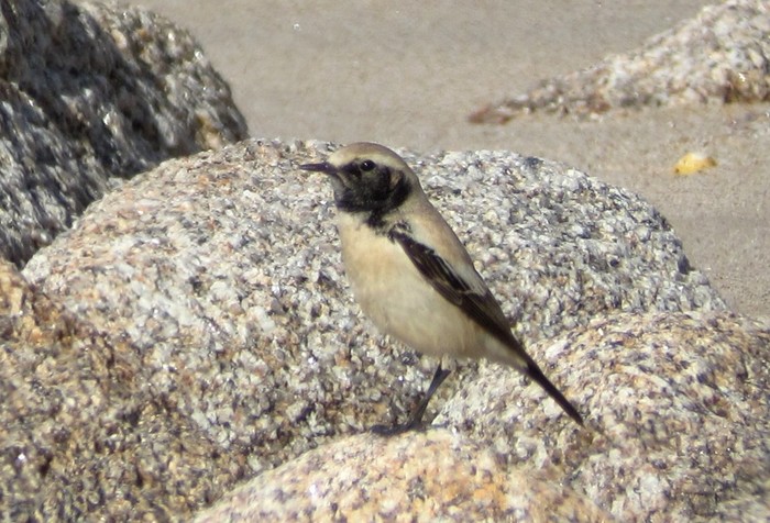 Desert Wheatear