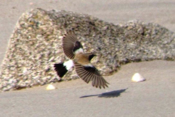 Desert Wheatear