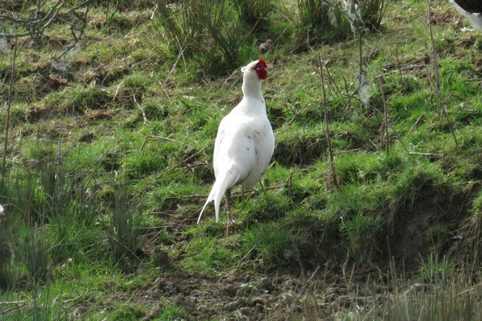 Leucistic Pheasant 