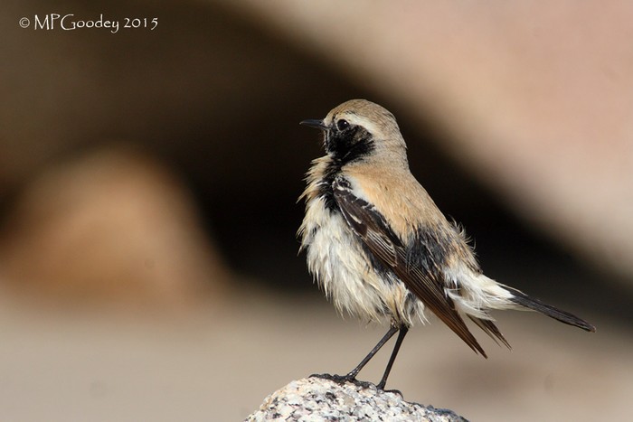 Desert Wheatear