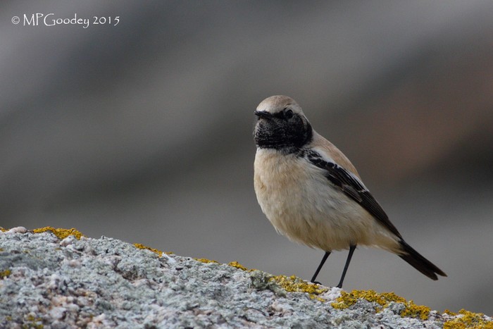 Desert Wheatear