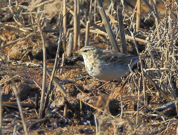 Water Pipit