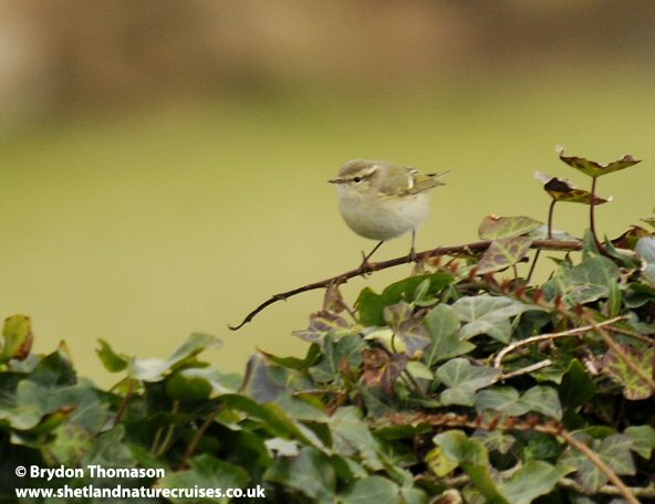 Hume's Yellow-browed Warbler