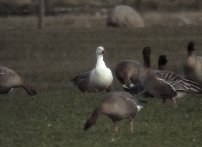 Ross's Goose