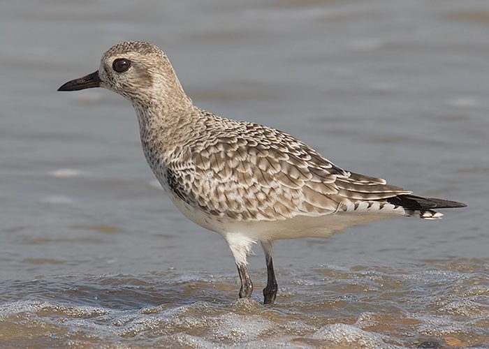 Grey Plover
