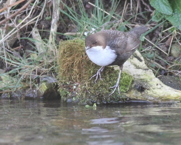 Black-bellied Dipper