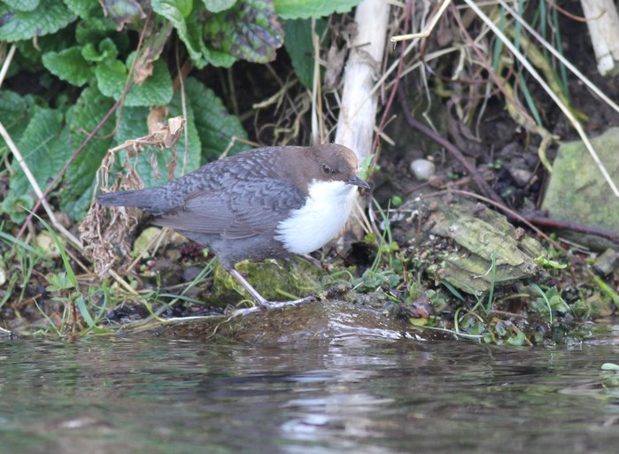 Black-bellied Dipper