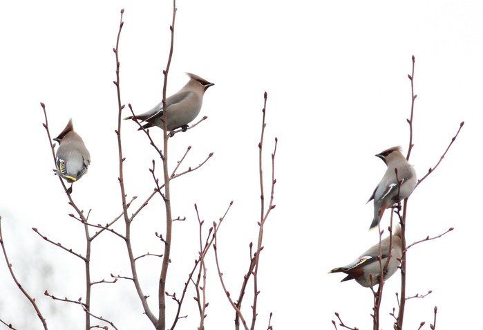 Waxwing