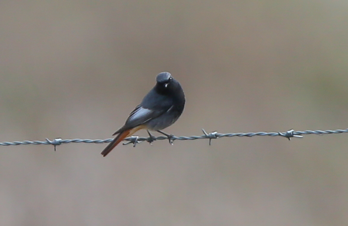 Black Redstart