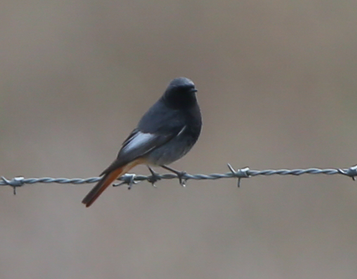 Black Redstart
