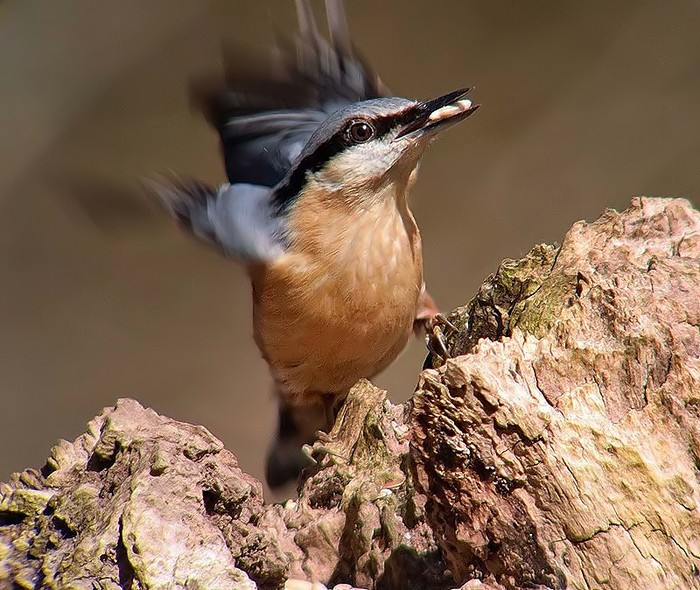 Nuthatch