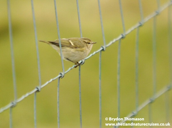 Hume's Yellow-browed Warbler