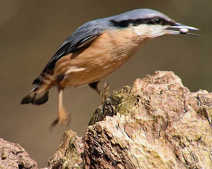 Nuthatch
