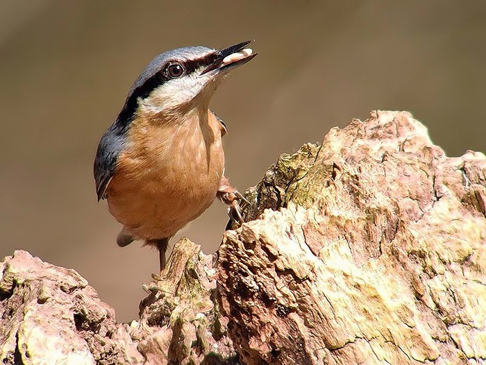 Nuthatch