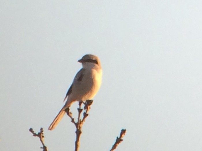 Great Grey Shrike
