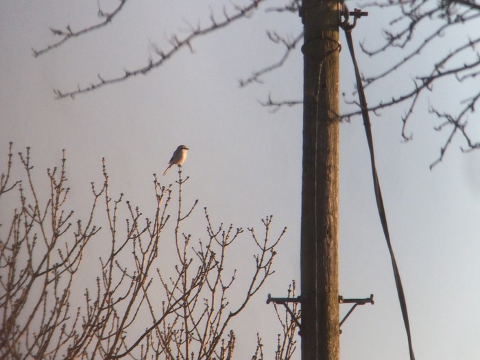Great Grey Shrike