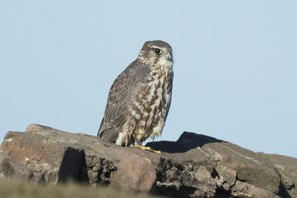 Merlin