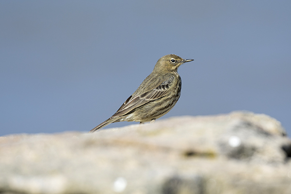 Rock Pipit