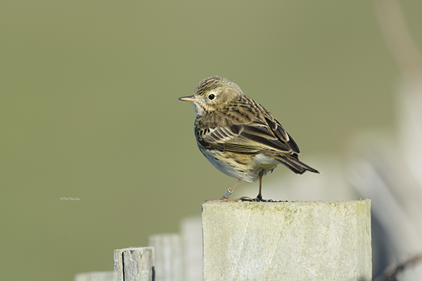 Meadow Pipit