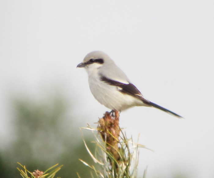 Great Grey Shrike