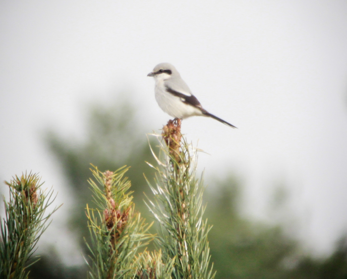 Great Grey Shrike