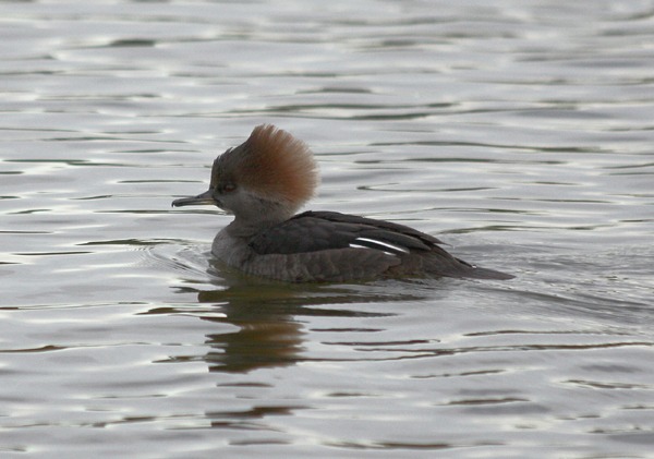 Hooded Merganser