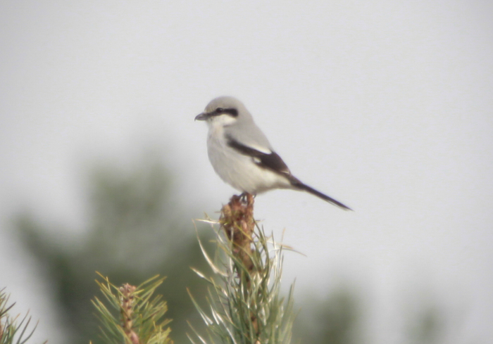 Great Grey Shrike