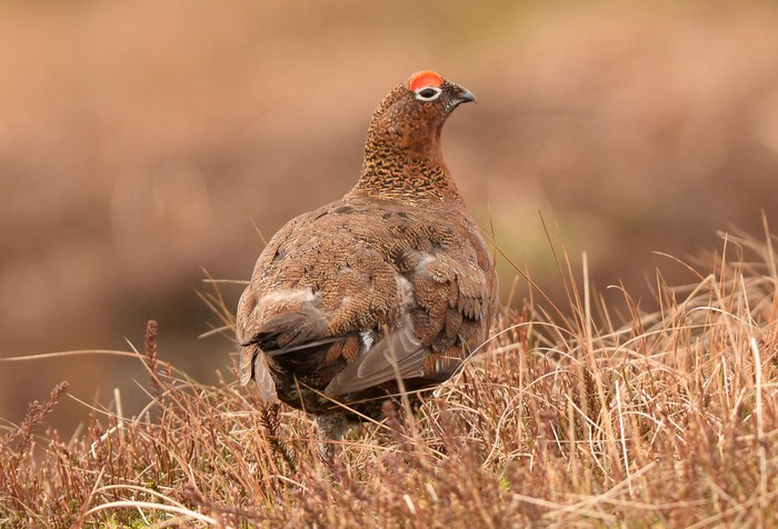 Red Grouse