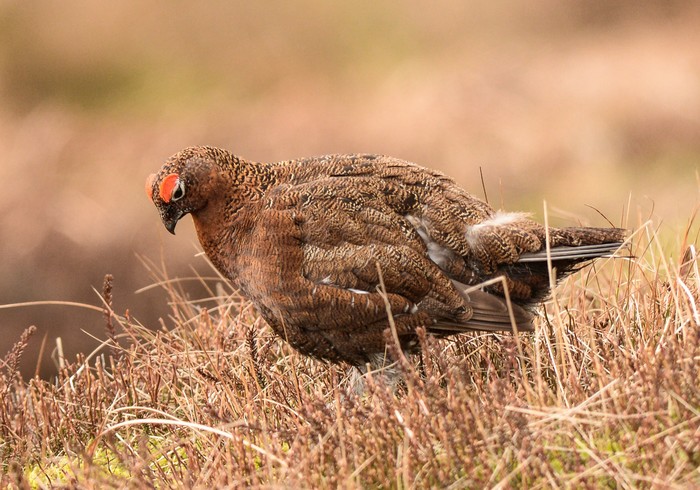 Red Grouse