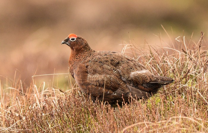 Red Grouse