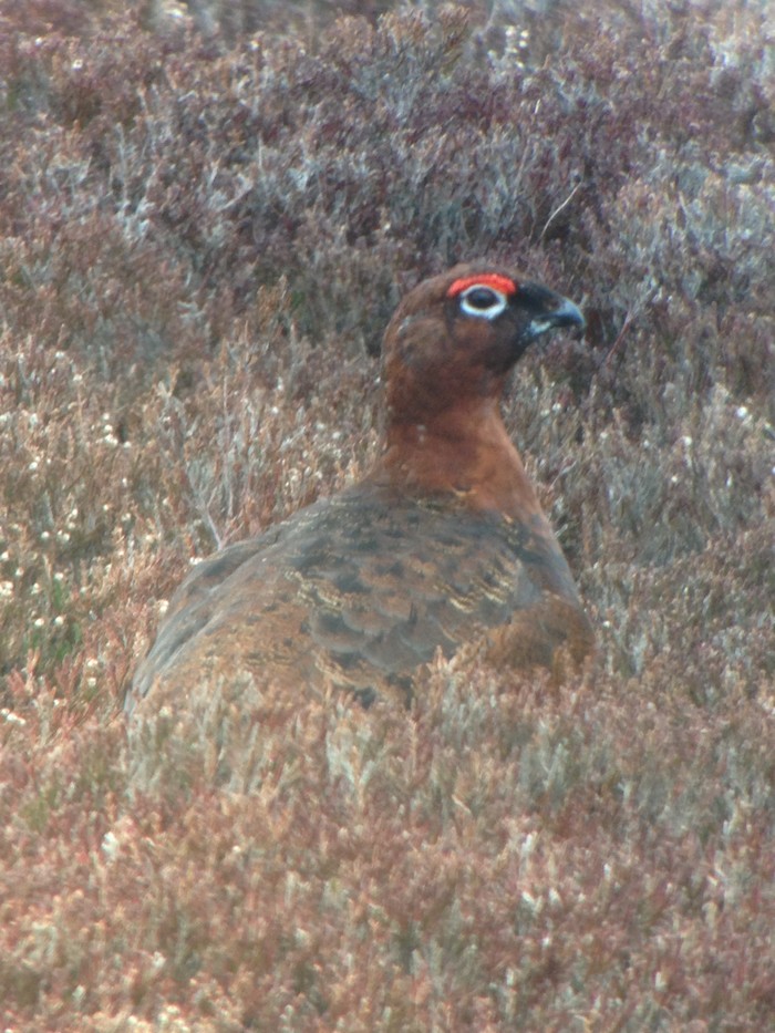 Red Grouse
